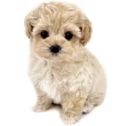 MIX（マルチーズ×トイプードル）