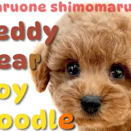 【 トイプードル 】濃厚レッドカラーが眩しい！テディベア系のルックスを持つ男の子