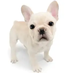 フレンチブルドッグ