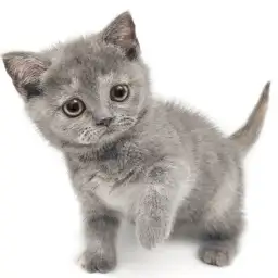 ブリティッシュショートヘア