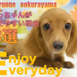 【 ダックス 】ダックスフントが初めての人にも育てやすいと思う理由3選！