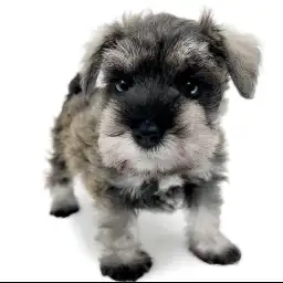 ミニチュア・シュナウザー