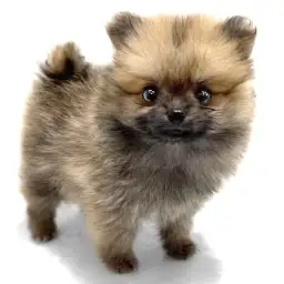 ポメラニアン