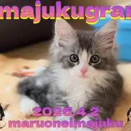 【 イマジュクグラム 】白い靴下を履いた温厚美男子!メインクーン登場!