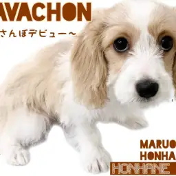 【MIX】初年度ワクチン終了！キャバションちゃんのお散歩デビュー！！