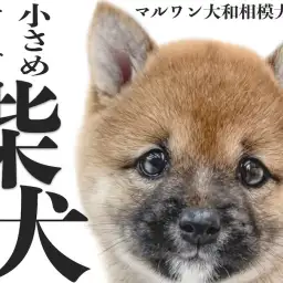 【 柴犬 】豆柴の様に小さめサイズの女の子！小柄で温和な生後2ヶ月の子グマ系赤柴