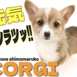 【 コーギー 】短足の元気印！一緒に遊ぶの大好きな明るい性格のパートナードッグ