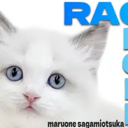 【 ラグドール 】ホワイトキャンパスにピュアなブルーの瞳が光り輝く甘えん坊猫！