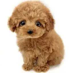 トイ・プードル