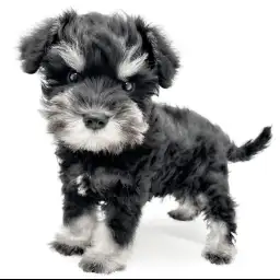 ミニチュア・シュナウザー