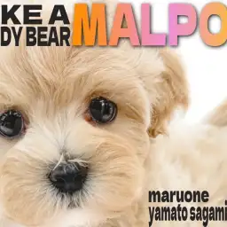 【 MIX 】人気ぬいぐるみ系ミックス！生後2ヶ月のクリームカラーのマルプー女子