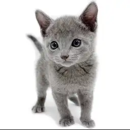 ロシアンブルー