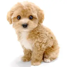 MIX（トイプードル×マルチーズ）