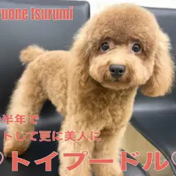 【 トイプードル 】カットして更に美人になったレッドカラーのプリンセス！！