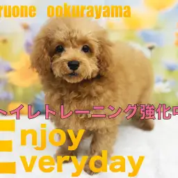 【 トイプードル 】広いお部屋にお引越ししておトイレトレーニング強化中!