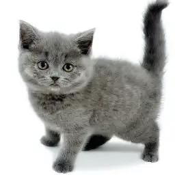 ブリティッシュショートヘア