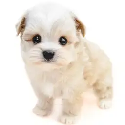 MIX（トイプードル×チワワ）