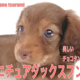 【 ミニチュア・ダックスフント 】チョコタンカラーが美しい女の子！！
