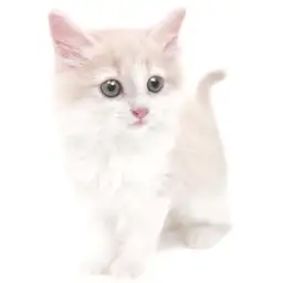 ノルウェージャンフォレストキャット