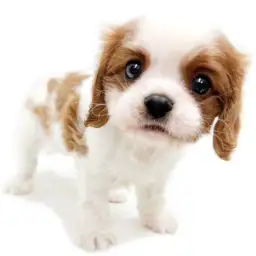キャバリア・キングチャールズ・スパニエル