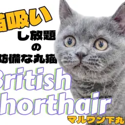 【 ブリティッシュショートヘア 】穏やか代表！無防備な男の子の2ndブログ！