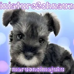 【 ミニチュアシュナウザー 】ソルト＆ペッパーが美しい甘えん坊の男の子！