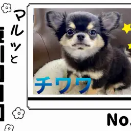 【 マルっと東川口日和No.9 】賢く従順、やわらかな毛並みの癒し系チワワくん