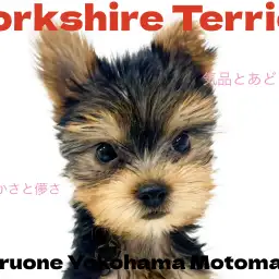 【 ヨークシャーテリア 】横浜元町にやってきた小さめサイズの愛されヨーキー！