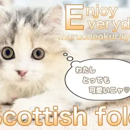 【 スコティッシュフォールド 】警戒心なんてないない!あたちと一緒に遊ぶのニャ!