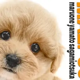 【 マルプー 】愛らしさと飼いやすさが両立する夢のようなMIX犬が大和市に登場！