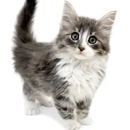 ノルウェージャンフォレストキャット