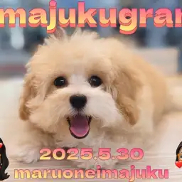 【 MIX 】生後3ヶ月を迎えた毛吹き毛量トップクラスのマルプーの女の子!