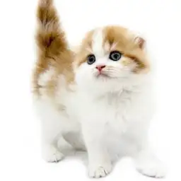 スコティッシュフォールド