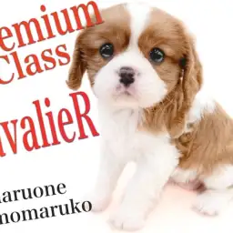 【 キャバリア 】プレミアム認定!大田区で出会える最高峰のルックスを持つ女の子!