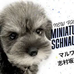 【 ミニチュア・シュナウザー 】おヒゲが魅力のわんこ！超美形なシュナくんが登場！