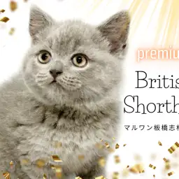 【 ブリティッシュショートヘア 】肉まんのようなほっぺが魅力的のブリくんが登場!