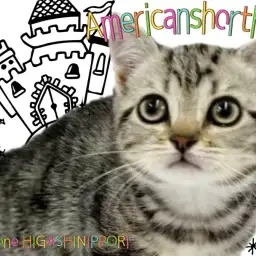 【 アメリカンショートヘア 】毛並みに宿る芸術、クラシックタビーの女神降臨!