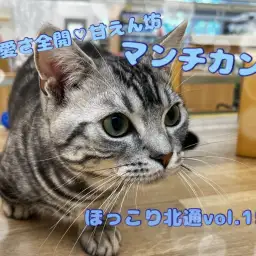 【 ほっこり北通Vol.153 】可愛さ全開な甘えん坊!生後8ヶ月のマンチカン!