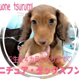 【 ミニチュア・ダックスフント 】成長記録、まっすぐな瞳に吸い込まれそうです！