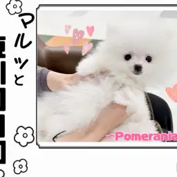 【 マルっと東川口日和No.1 】毛吹きが映える小さな王者ことポメラニアン