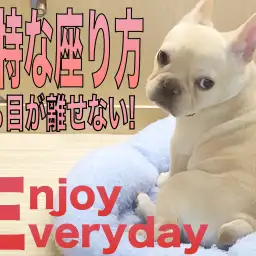 【 フレンチブルドッグ 】独特な座り方をするフレブルから目が離せない！