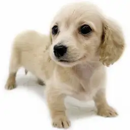 ミニチュア・ダックスフント