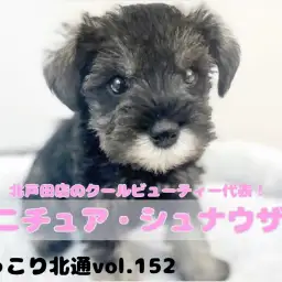 【 ほっこり北通Vol.152 】シックカラーのクールビューティーシュナちゃん！