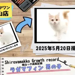 【 ラガマフィン 】城山っ子成長報告！2025年5月22日