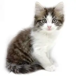 ノルウェージャンフォレストキャット