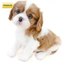 キャバリア・キングチャールズ・スパニエル