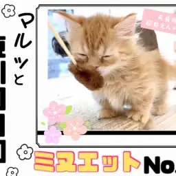 【 マルっと東川口日和No.14 】争奪戦必須な超激カワ短足にゃんこが登場！