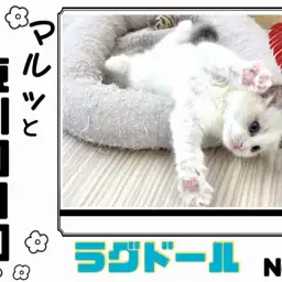 【 マルっと東川口日和No.5 】癒し度No.1キャット！ほのぼの温厚ラグちゃん