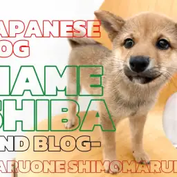 【 豆柴 】超小柄なサイズ感!抱っこもお手の物!穏やかな性格は大田区1番の忠犬?