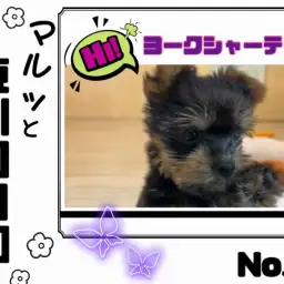 【 マルっと東川口日和No12 】順応性抜群!可愛らしい女の子ヨーキーちゃん